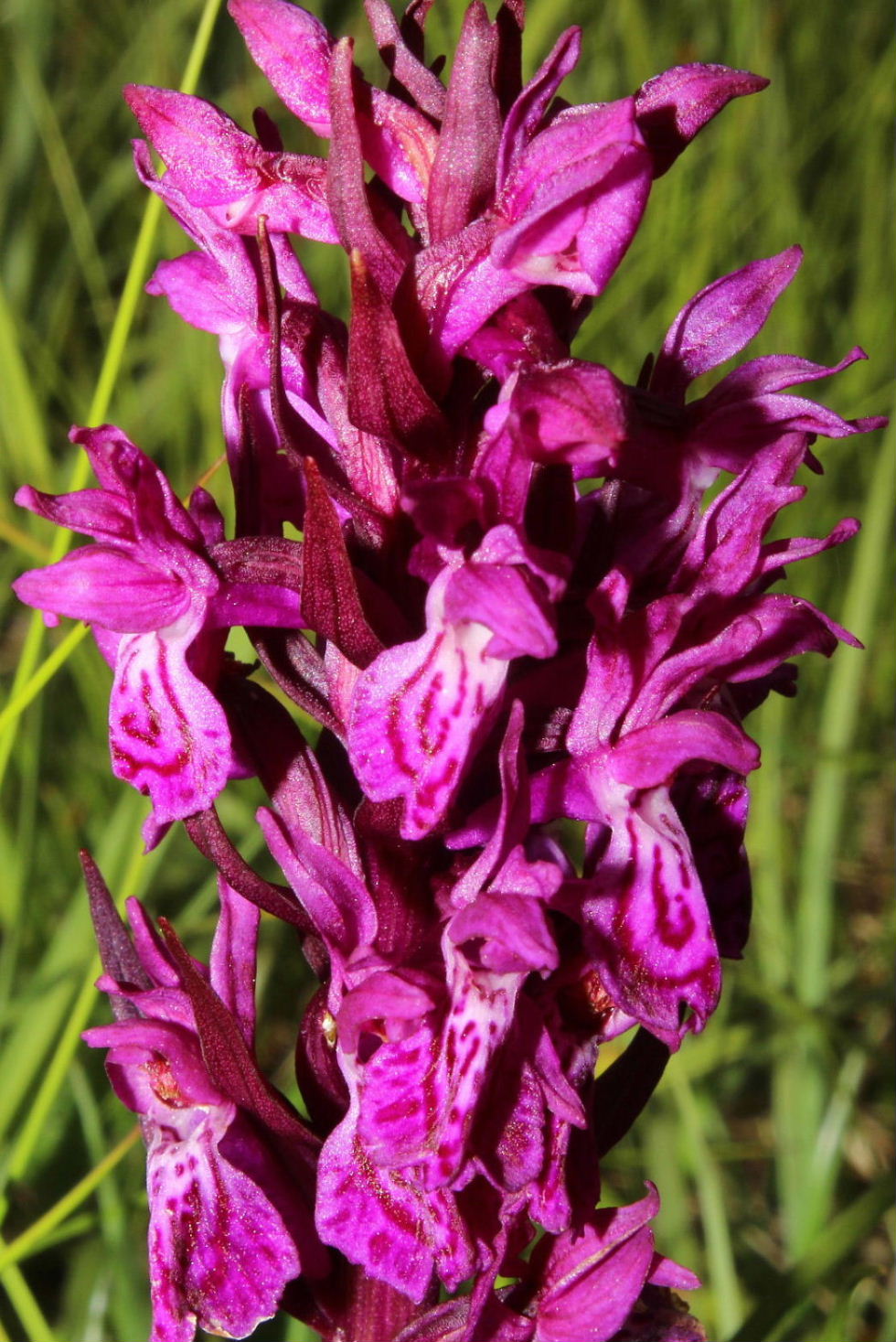 Dactylorhiza da determinare 2